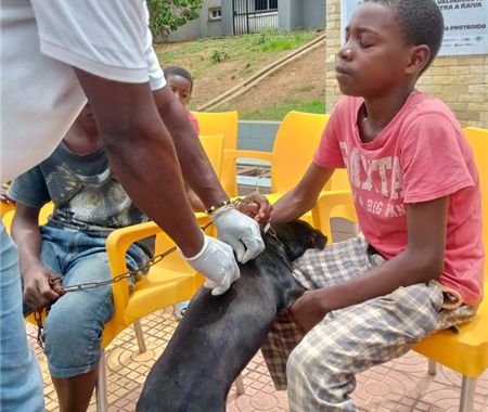 Cabinda: Campanha Nacional de Vacinação Contra a Raiva Animal 