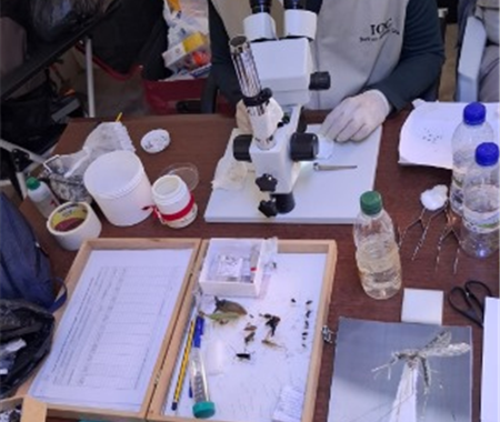 Formação especializada em Entomologia Médica Básica  (4 of 12)
