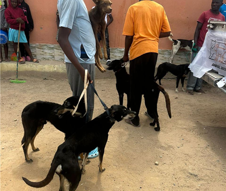 Vacinação Animal Contra a Raiva- Huíla (9 of 11)